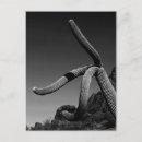 Recherche de pipe cartes postales Paysage
