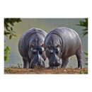Recherche de hippopotames posters Faune