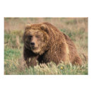 Suche nach kodiak poster Natur