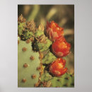 Suche nach sonora poster Kakteen
