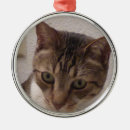 Recherche de minou velu Chat tigré
