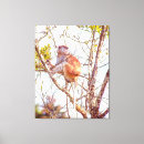 Suche nach affen leinwandbilder Tierwelt