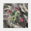 Suche nach wüste magnete Cactus