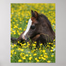 Recherche de foies posters Poney