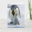 Suche nach kaiser pinguine karten Niedlich