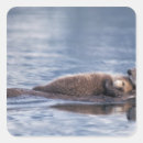 Recherche de petits mammifères autocollants Mammifère marin