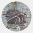 Recherche de animaux marais autocollants Nature