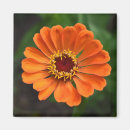 Suche nach orange blume magnete Fotografie