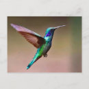 Suche nach hummingbird postkarten Foto