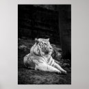Suche nach retro tiger poster Natur