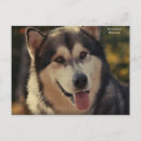 Suche nach malamute postkarten Tier