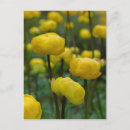 Suche nach glocken blumen postkarten Gelb