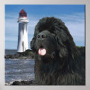 Recherche de newfoundland posters Newfy