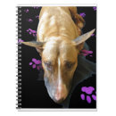 Suche nach englischer bullterrier Stier
