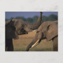 Suche nach junger elefant postkarten Afrika
