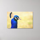 Suche nach pfaus poster leinwandbilder Nahaufnahme