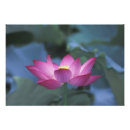 Suche nach rote china poster Rosa