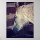 Suche nach pony poster Fotografie