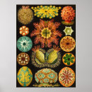 Suche nach ascidiae poster Heckel