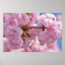 Suche nach blühender baum poster Frühling