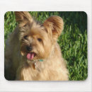 Recherche de cannine tapis souris Terrier