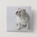 Recherche de bouledogue français badges Animaux