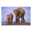 Suche nach asiatischer junge poster Elefant