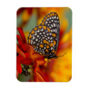 Recherche de zinnia magnets Jaune