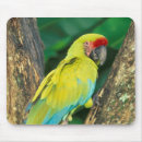 Recherche de aras tapis souris Coloré