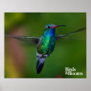 Suche nach kolibri poster Ornithologie