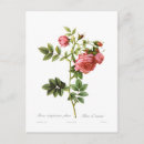 Recherche de rosas cartes postales Rose