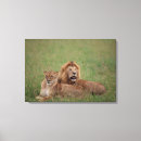 Recherche de amour de lion posters Afrique