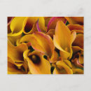 Suche nach exotische blume postkarten Orange