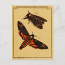 Recherche de tête de mort cartes postales Insecte