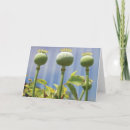 Suche nach mohnblumen alle karten Mit blumen