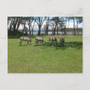 Recherche de zebre cartes postales Pour eux