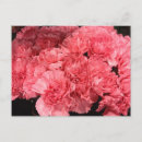 Recherche de oeillets cartes cartes postales Carnation