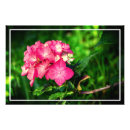 Suche nach rosa hydrangea poster Schön