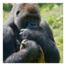Suche nach silverback gorilla poster Silberfarben