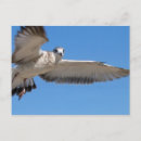 Suche nach vogel im flug postkarten Tier