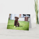 Suche nach schokoladen labrador karten Welpe