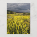 Recherche de scène tranquille cartes postales Plante