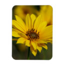 Recherche de pollen magnets Fleur