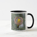 Recherche de tisserands tasses Faune