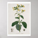 Suche nach veg poster Frucht