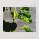 Recherche de gai cartes postales Positif
