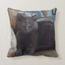 Recherche de chat bleu russe coussins Animal