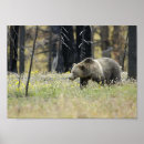 Recherche de ours gris art Faune