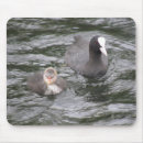 Suche nach niedliche küken mousepads Tiere