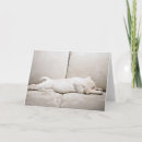 Suche nach gelbes labrador retriever karten Niedlich
